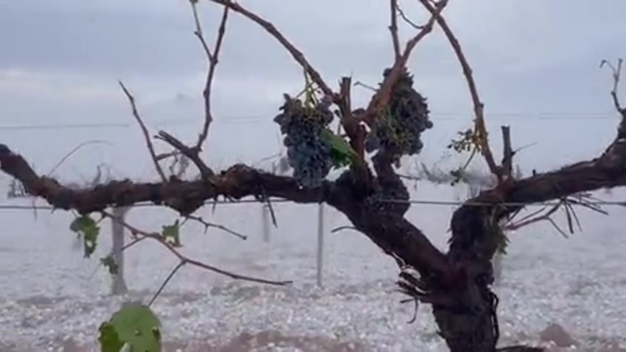 Hailstorm at vineyard