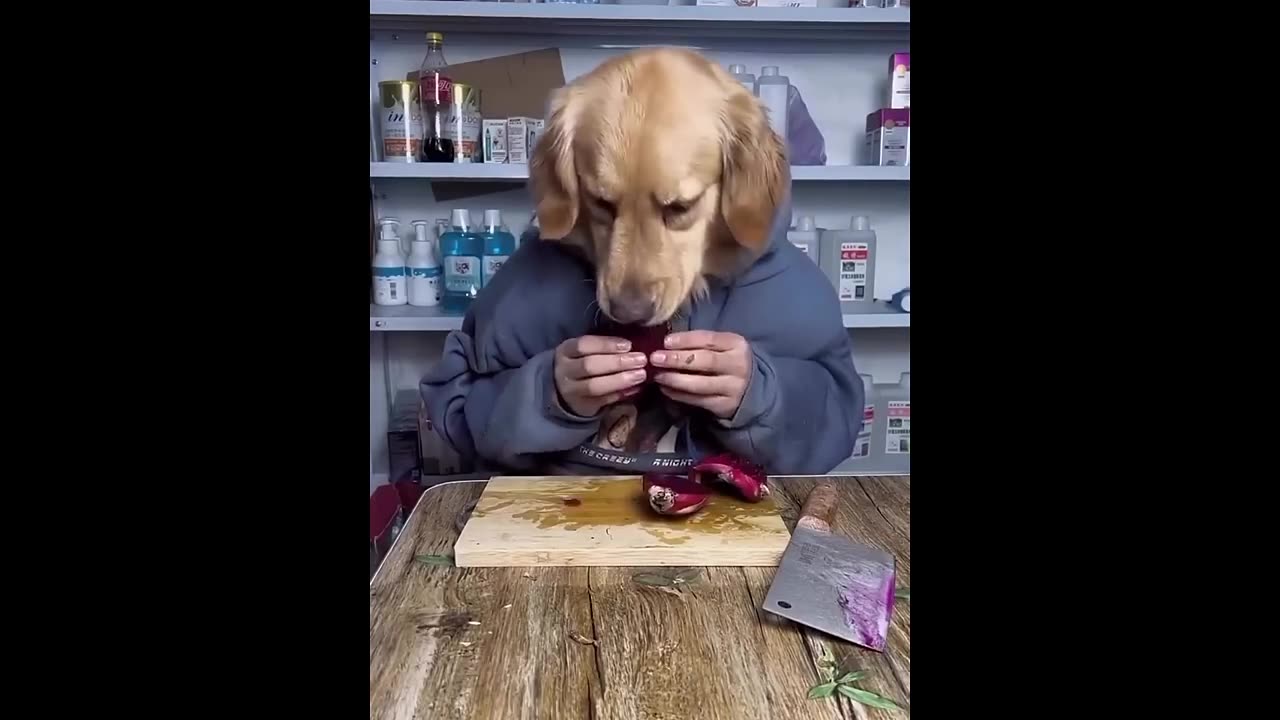 New Funny Animals 😂 Funniest Cats and Dogs Videos 😺🐶-3