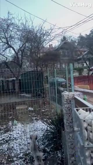 This large grizzly bear was being relocated by police in Románia!