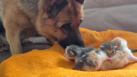 German Shepherd and Baby Kittens