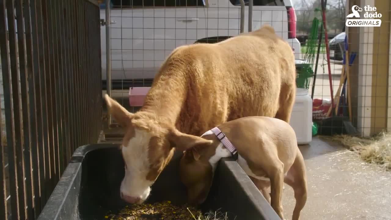 Family Brings Baby Cow Into Their Home During Hurricane | The Dodo: Comeback Kids S02E01