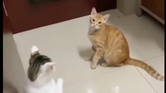 funniest Cats and dogs videos