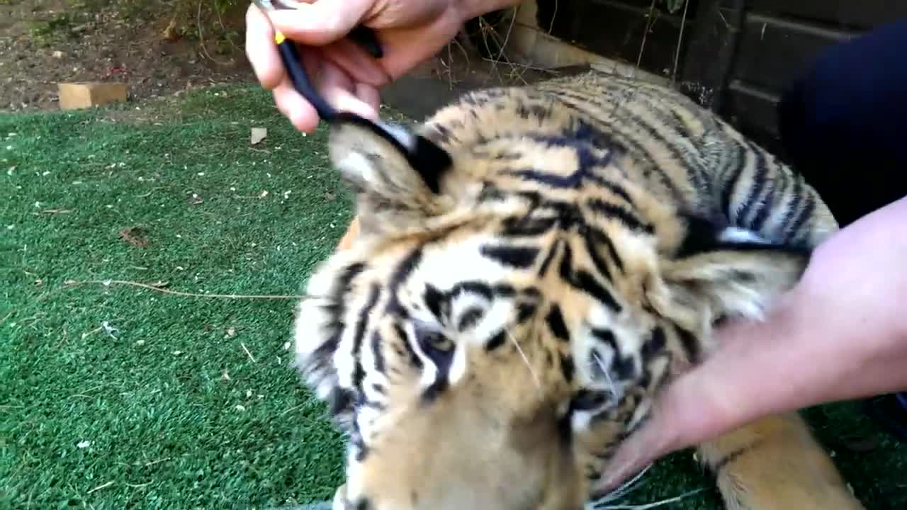 Pulling a tiger's tooth!