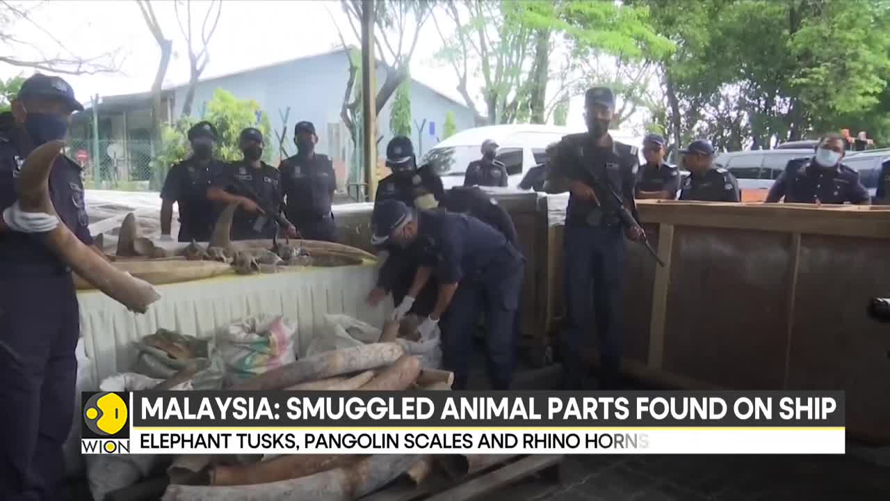 Malaysia seizes illegal animal parts worth $18 million | International News | WION WION 70