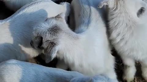 Baby Goats🐐💫
