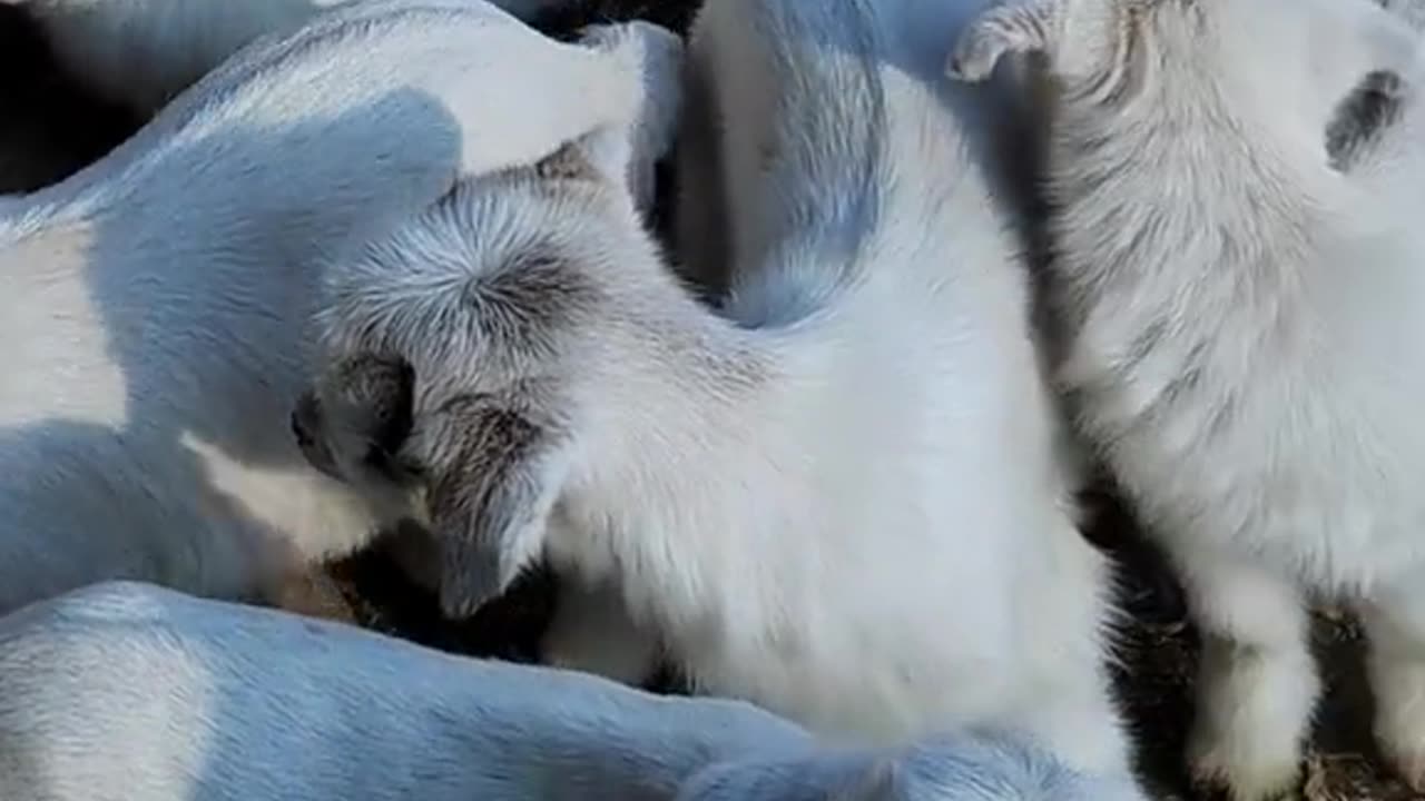 Baby Goats🐐💫