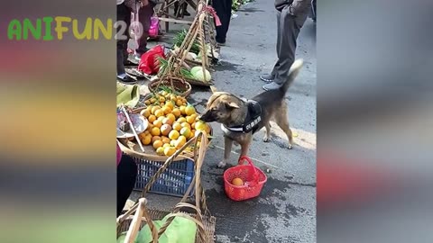 best funniest animal videos 2023🤣 | funny cat videos😹 | funny dogs videos