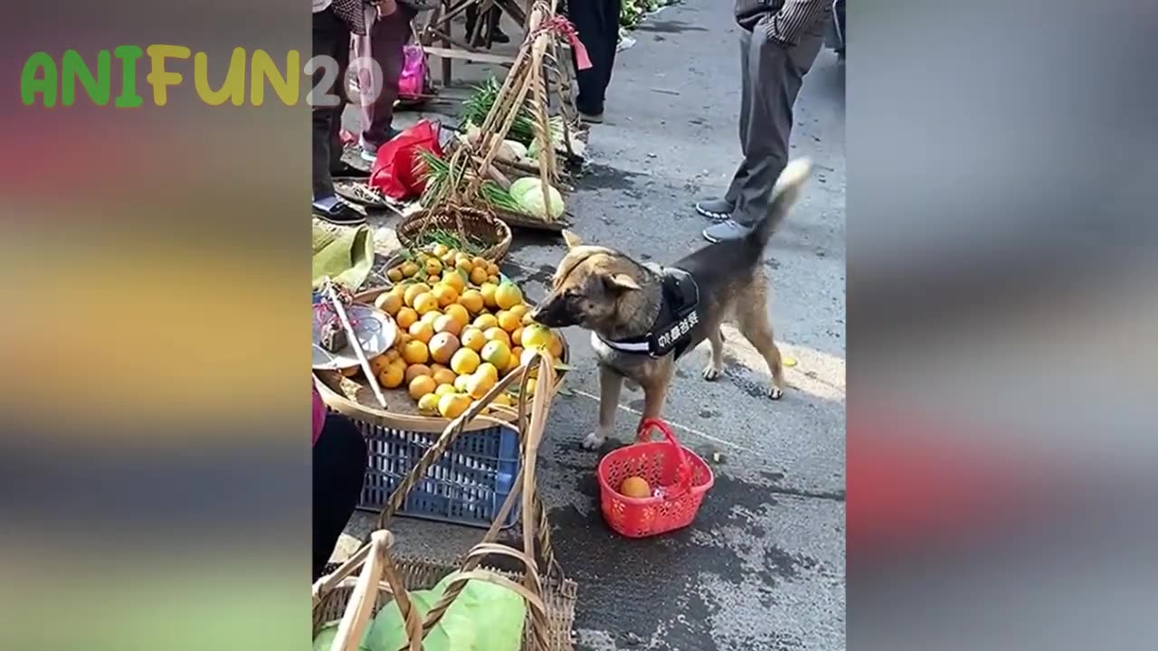 best funniest animal videos 2023🤣 | funny cat videos😹 | funny dogs videos