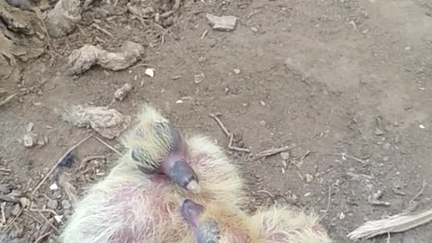 new born babies trending video