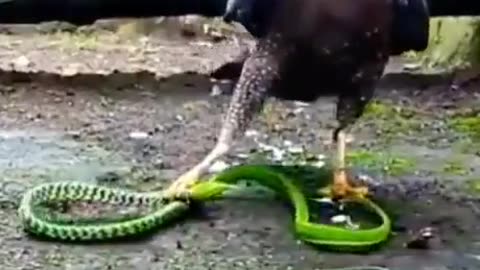 Snake Gets Handled