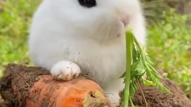 Cute bunny eats carrots like this way!, you like it?