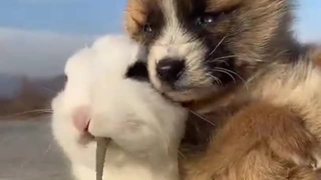 Cute animals to love each other❤️❤️