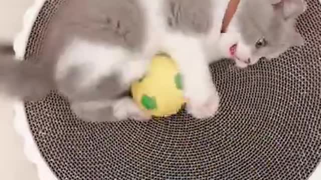 So cute/cute cat video