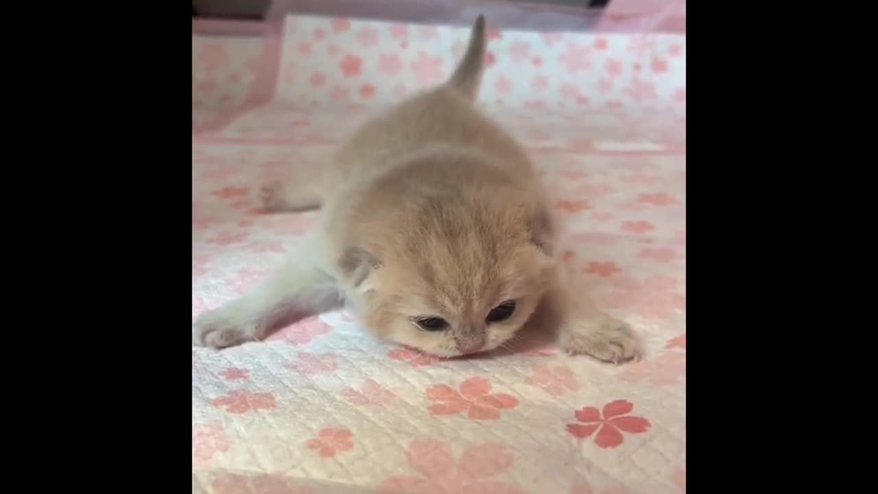 Funny cat