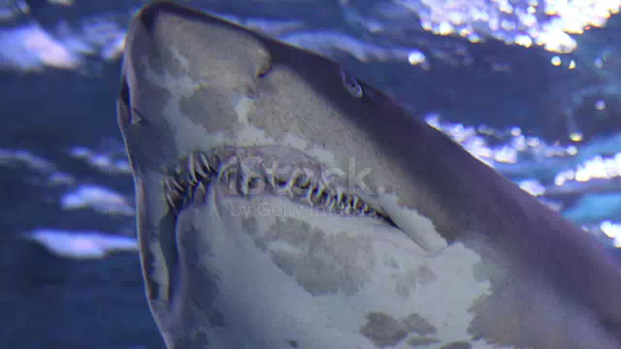 Shark attack on man during film shooting