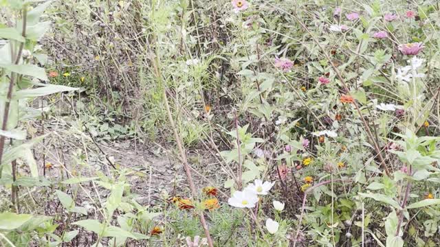 The little red flowers all over the mountains are very beautiful