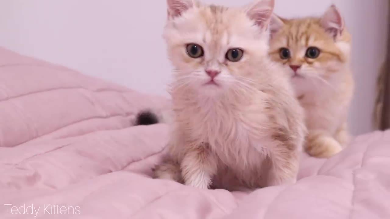 The First bath for a kitten