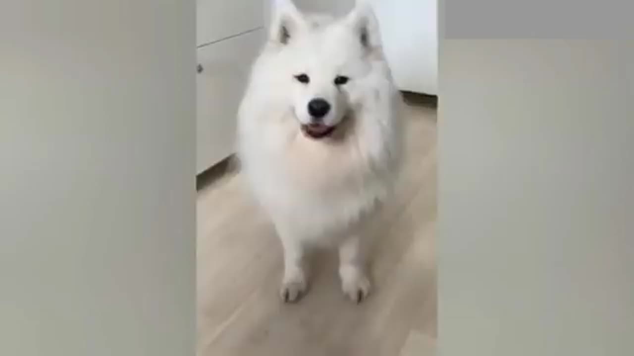 Best funny video