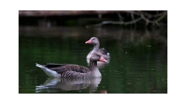 Natural duck in rever