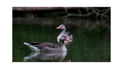 Natural duck in rever