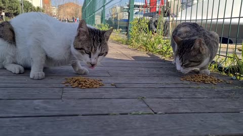 Cute Street Cat comes to me and shakes hands with me