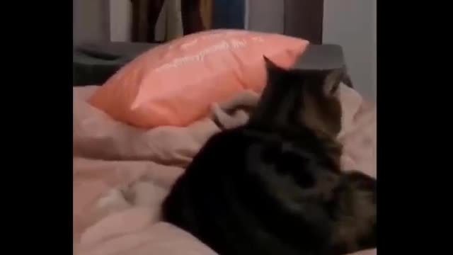 funny videos cats and dogs part 6#