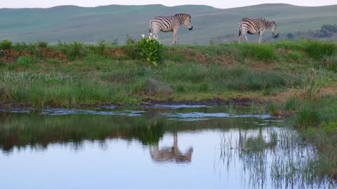 An opportunity for zebras to roam freely