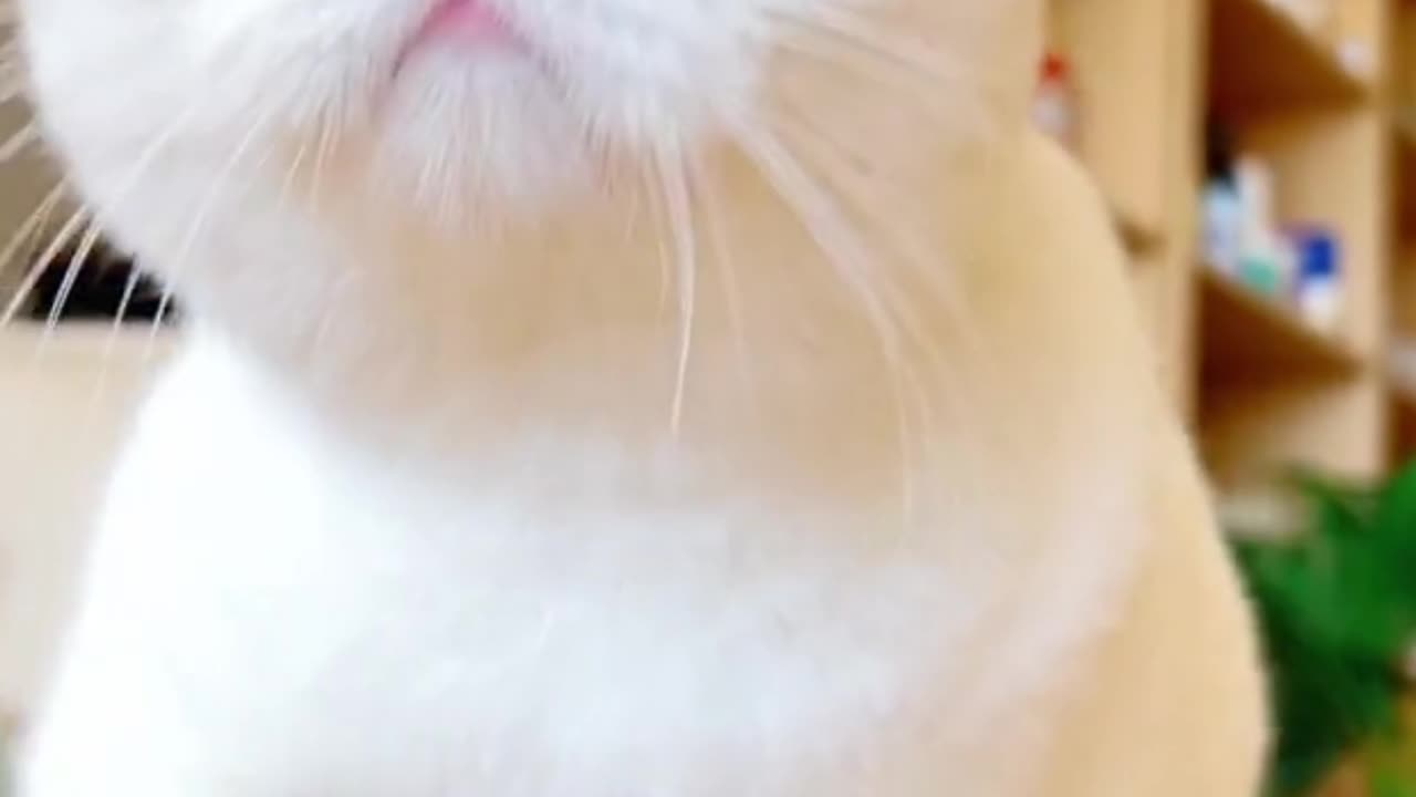 🐱 Funny cat videos | cute cats | Try not to laugh | Cat videos Compilation #shorts 🐈