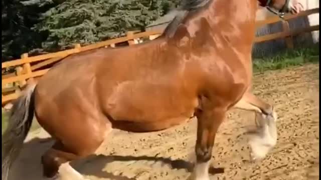 Cute And funny horse Videos Compilation cute moment of the horses - Cutest Horse #16