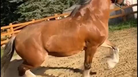 Cute And funny horse Videos Compilation cute moment of the horses - Cutest Horse #16