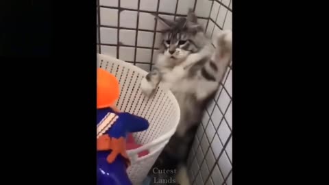 A Fighting Cat funny animal 😂😂😂