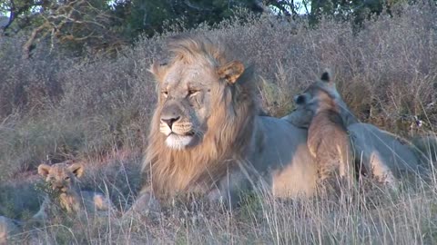 Male lion playing with cubs at Shamwari