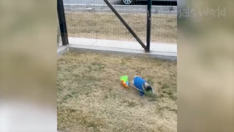 funny animal videos