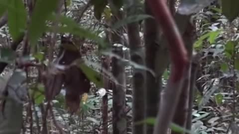 Orangutan terbesar di hutan Dulan. Bekerjasama dengan BKSDA kalteng