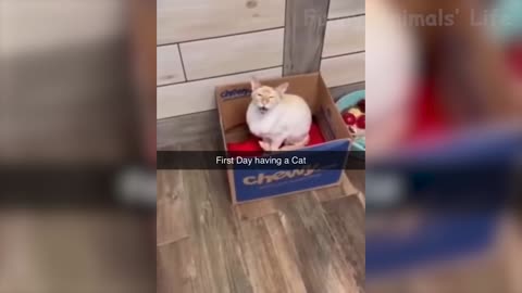 Best Funny Animal Videos 2022 Funniest Dogs And Cats