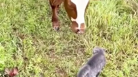 Cute Cat Scares Cute Cows