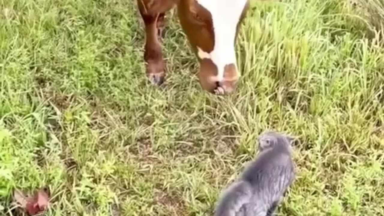 Cute Cat Scares Cute Cows