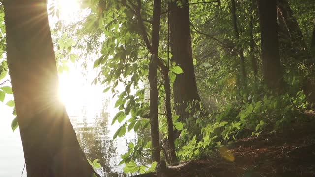 relax-in-the-forest