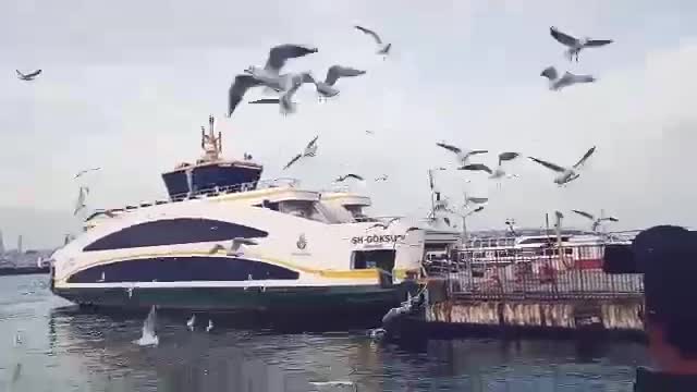 Beautiful birds are flying on turkey's Beach