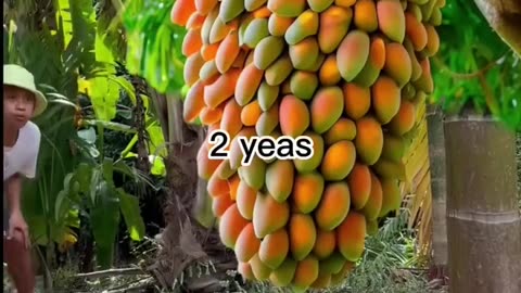 Grafting mangoes in Aloe Vera yields a lot of fruits at home