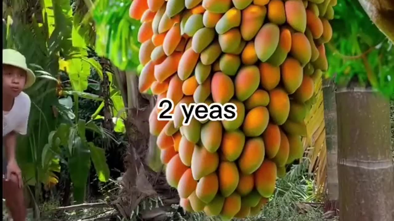 Grafting mangoes in Aloe Vera yields a lot of fruits at home