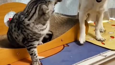 FUNNY ANIMALS PICKING THEIR FIGHT?