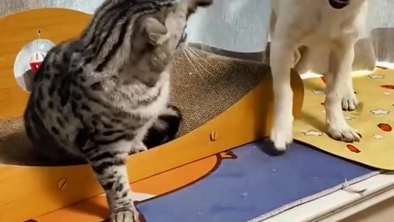 FUNNY ANIMALS PICKING THEIR FIGHT?
