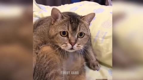 Funny 🙀, funny cat