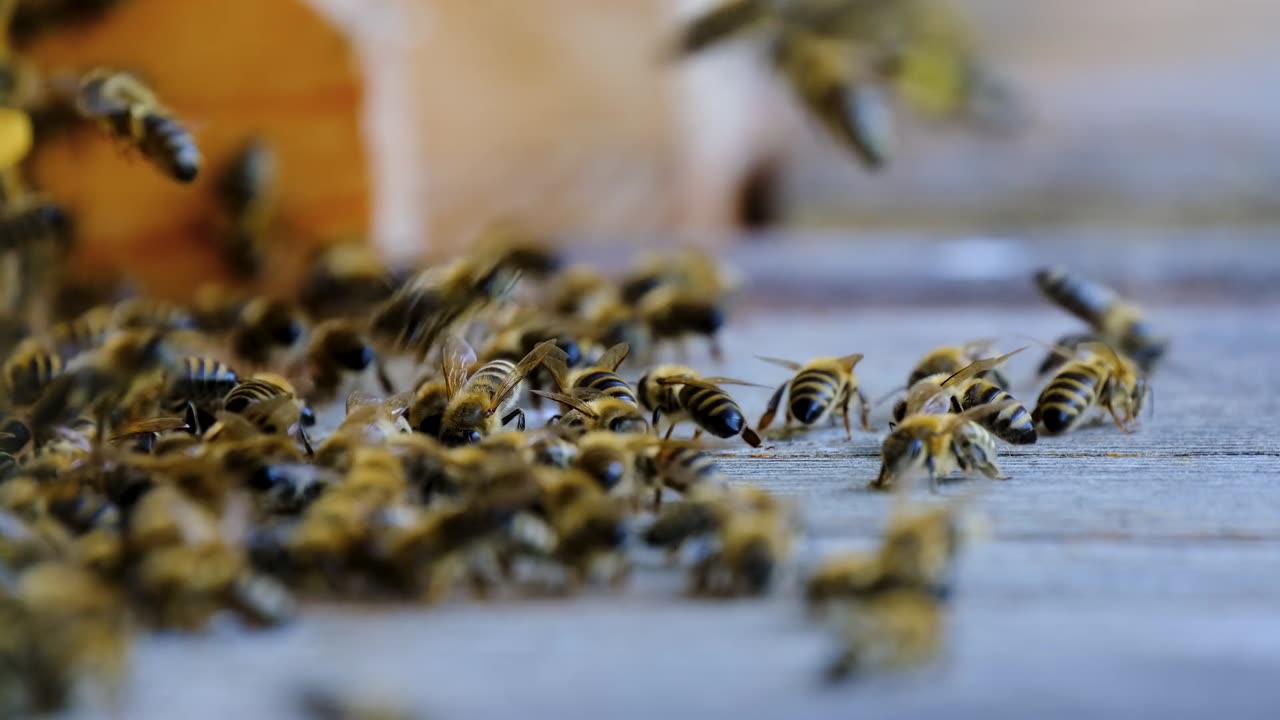 Secrets of the Beehive: Inside the Fascinating World of Honey Bees 🐝🍯