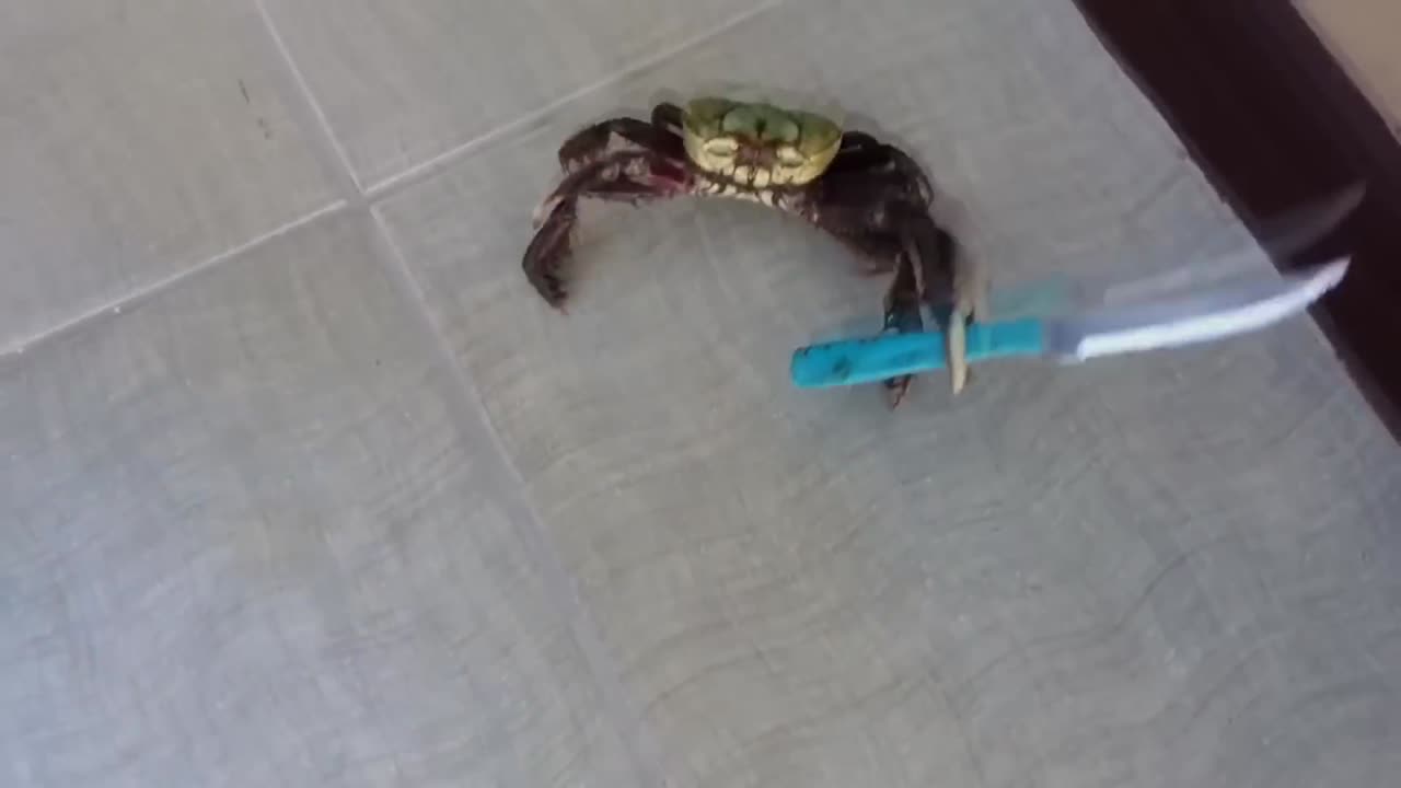 Top 5 crab