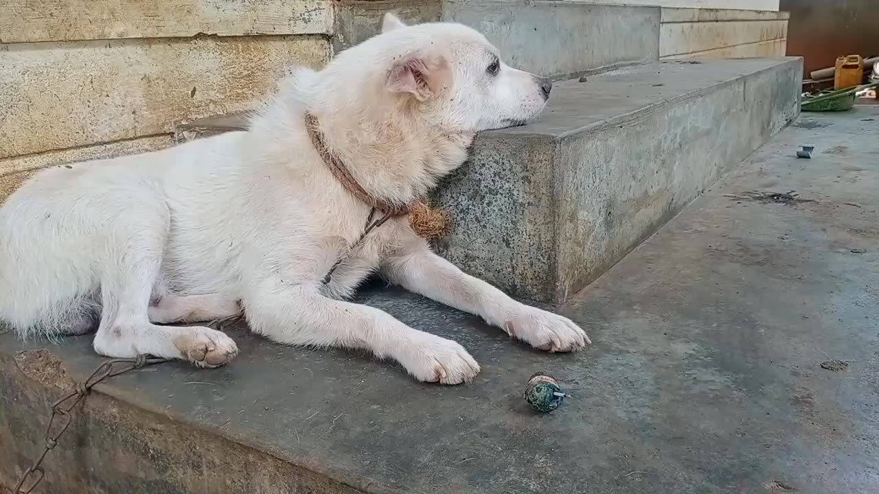 Funny cracker prank dog