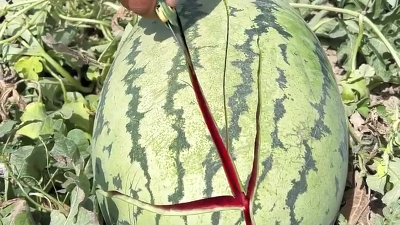 Watermelon is very crispy and fresh - Farm fresh ninja fruit cutting