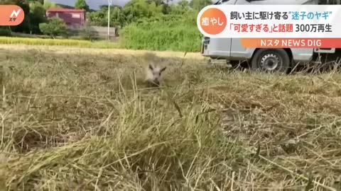 「おいてかないで～」飼い主を探す可愛すぎる子ヤギ 飼い主「そんなに悲しむとは思わなかった」と後悔｜T