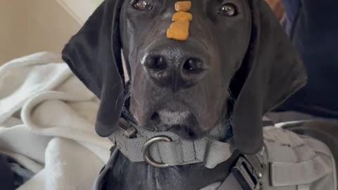 I am doggo